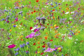 A sea of colourful wildflowers spreads across the green meadow, Bunte Blumenwiese, Schwäbisch