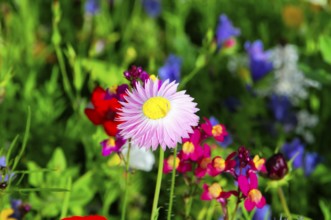 Single pink daisy between colourful meadow flowers, Colourful flower meadow, Schwäbisch Gmünd,