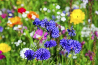 Purple cornflowers in a colourful wild flower field, Bunte Blumenwiese, Schwäbisch Gmünd,
