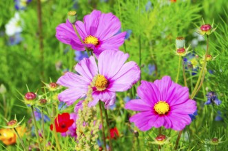Ornamental basket, cosmea (Cosmea bipinnata), pink cosmos flowers in a lush flower field, colourful