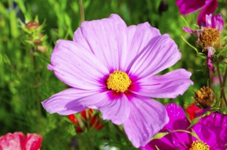 Ornamental basket, cosmea (Cosmea bipinnata), large pink cosmea flower in the foreground amidst