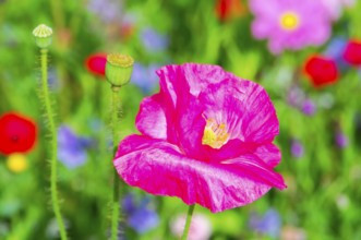 Corn poppy (Papaver rhoeas), Bright pink poppy against a blurred background, focussed