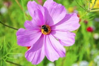 Cosmea bipinnata, pink flower with bee in blooming summer garden, colourful flower meadow,