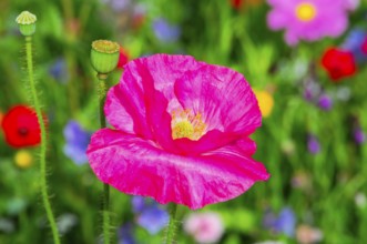 Corn poppy (Papaver rhoeas), Bright pink poppy in front of a colourful and blurred flower