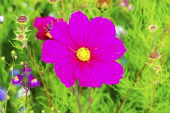 Ornamental basket, cosmea (Cosmea bipinnata), bright pink cosmos flower amidst lush greenery,