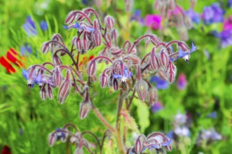 Borage blossoms in a lush field of flowers against a blurred background, Colourful flower meadow,
