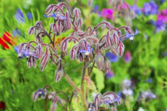 Borage blossoms in a lush field of flowers against a blurred background, Colourful flower meadow,