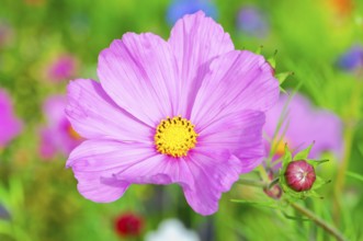 Cosmea bipinnata, pink cosmos flower with bud in summer garden, colourful flower meadow, Schwäbisch