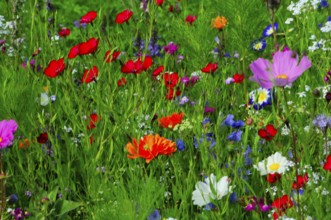 Various colourful flowers on a green, lively spring meadow, Bunte Blumenwiese, Schwäbisch Gmünd,