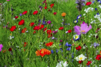 Colourful wildflowers spread across a green, fresh meadow, Colourful flower meadow, Schwäbisch
