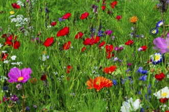 Various colourful flowers stand on a lively, green meadow, Bunte Blumenwiese, Schwäbisch Gmünd,