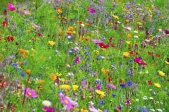 A sea of different colourful flowers on a green meadow, Bunte Blumenwiese, Schwäbisch Gmünd,
