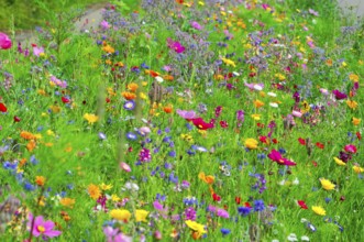 Various colourful wildflowers spread vividly across a green meadow, Colourful flower meadow,