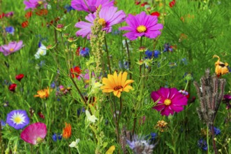 Ornamental basket, cosmea (Cosmea bipinnata), Colourful wildflowers standing close together in a