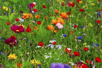 Colourful spring flowers on a lively meadow with lots of greenery, Bunte Blumenwiese, Schwäbisch