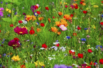 Vibrant wildflower meadow with colourful flowers and green vegetation, Colourful flower meadow,