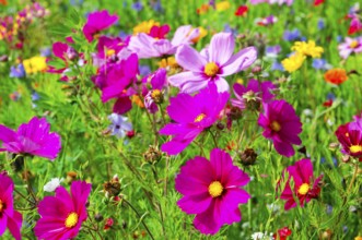 Ornamental basket, cosmea (Cosmea bipinnata), vibrant flowers in pink and purple with yellow