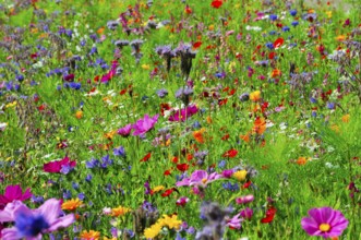 Colourful flower meadow in summer with different flower colours and green grasses, Bunte