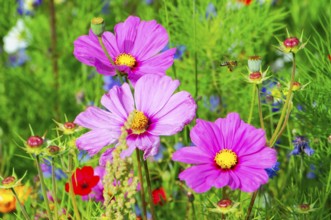 Ornamental basket, cosmea (Cosmea bipinnata), close-up of pink flowers and a bee in a green meadow