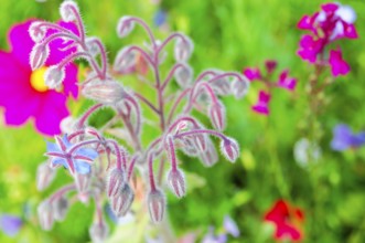 Fluffy borage buds in a lively flowering meadow, Bunte Blumenwiese, Schwäbisch Gmünd,