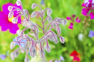 Borage flowers with fluffy stems, lively in a green meadow, Colourful flower meadow, Schwäbisch