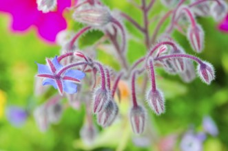 Blue-pink borage flowers with fluffy stems, summery atmosphere, colourful flower meadow, Schwäbisch