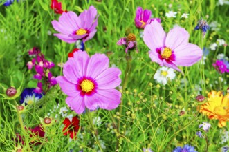 Ornamental basket, cosmea (Cosmea bipinnata), Three pink flowers with yellow centres stand out in a