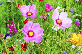 Cosmea bipinnata, several pink flowers with yellow centres blooming wildly in a cheerfully