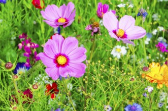 Ornamental basket, cosmea (Cosmea bipinnata), Delicate pink flowers with a yellow centre in the