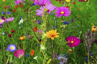 Ornamental basket, cosmea (Cosmea bipinnata), Colourful wildflowers surrounded by lush greenery in
