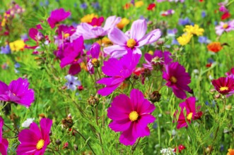 Ornamental basket, cosmea (Cosmea bipinnata), vibrant flowers in pink and purple with yellow