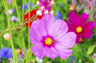 Cosmea bipinnata, pink flower with insects, bright summer colours in a garden, colourful flower