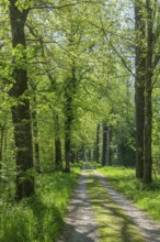 Field path in the floodplain of the Götzinger Achen, Tittmoning, Bavaria, Germany