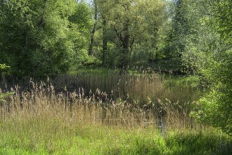 River Aulandschaft, Götzinger Achen, Tittmoning, Bavaria, Germany