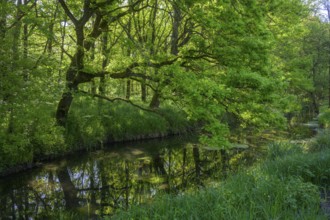 River Aulandschaft, Götzinger Achen, Tittmoning, Bavaria, Germany