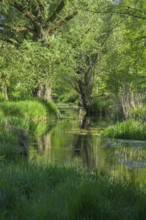 River Aulandschaft, Götzinger Achen, Tittmoning, Bavaria, Germany