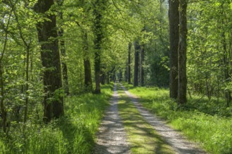 Field path in the floodplain of the Götzinger Achen, Tittmoning, Bavaria, Germany