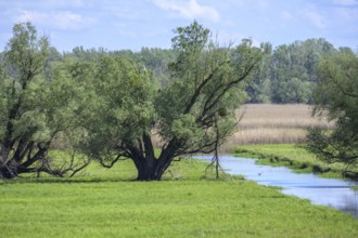 Oxbow lake and marshland with trees in Kopacki Rit nature park Park, Kopacevo, Osijek-Baranja