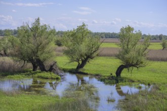 Oxbow lake and marshland with trees in Kopacki Rit nature park Park, Kopacevo, Osijek-Baranja
