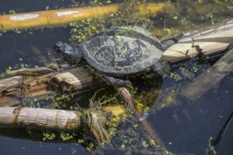 European pond turtle (Emys orbicularis) in Kopacki Rit nature park Park, Kopacevo, Osijek-Baranja