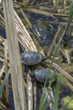 European pond turtle (Emys orbicularis) in Kopacki Rit nature park Park, Kopacevo, Osijek-Baranja