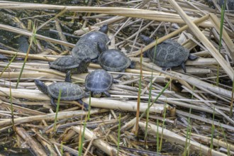 European pond turtle (Emys orbicularis) in Kopacki Rit nature park Park, Kopacevo, Osijek-Baranja
