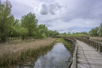 Jetty in the Kopacki Rit nature park Park, Kopacevo, Osijek-Baranja County, Croatia