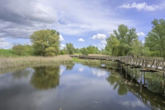 Jetty in the Kopacki Rit nature park Park, Kopacevo, Osijek-Baranja County, Croatia