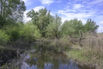Oxbow lake with alluvial forest in Kopacki Rit nature park Park, Kopacevo, Osijek-Baranja County,