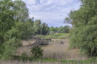 Jetty in the Kopacki Rit nature park Park, Kopacevo, Osijek-Baranja County, Croatia