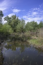 Oxbow lake with alluvial forest in Kopacki Rit nature park Park, Kopacevo, Osijek-Baranja County,