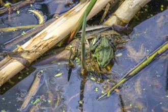 Edible Frog (Pelophylax cl. esculentus) in Kopacki Rit nature park Park, Kopacevo, Osijek-Baranja
