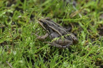 Grass frog (Rana temporaria) in Kopacki Rit nature park Park, Kopacevo, Osijek-Baranja County,