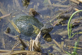 European pond turtle (Emys orbicularis) in Kopacki Rit nature park Park, Kopacevo, Osijek-Baranja